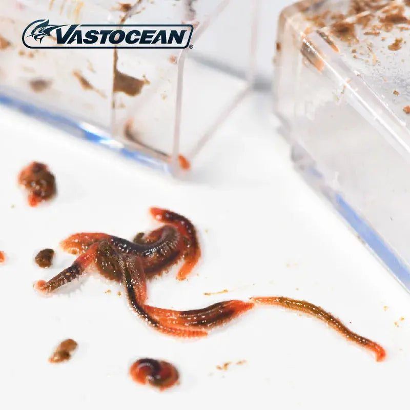 Bristle Worm trap