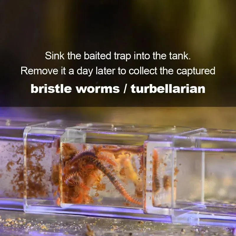 Bristle Worm trap